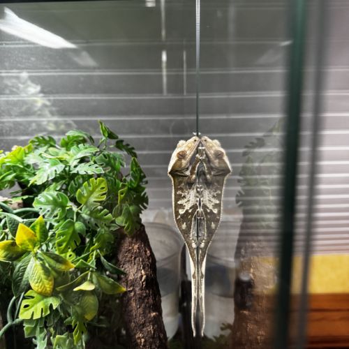 Gecko à crête - mâle - 4 ans