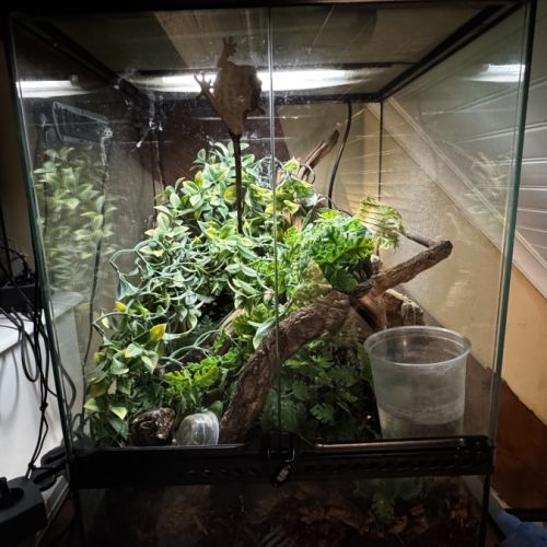 Gecko à crête - mâle - 4 ans #3