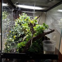 Gecko à crête - mâle - 4 ans #1