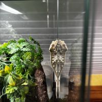 Gecko à crête - mâle - 4 ans #0