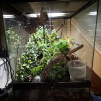 Gecko à crête - mâle - 4 ans #3