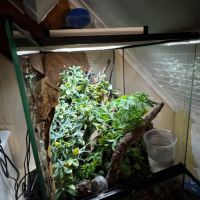 Gecko à crête - mâle - 4 ans #4