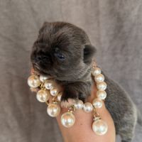 Chihuahua mâle bleu