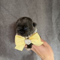 Chihuahua mâle bleu #0