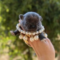 Chihuahua mâle bleu