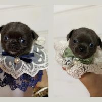 Chihuahua mâle bleu