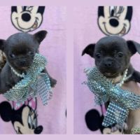 Chihuahua mâle bleu