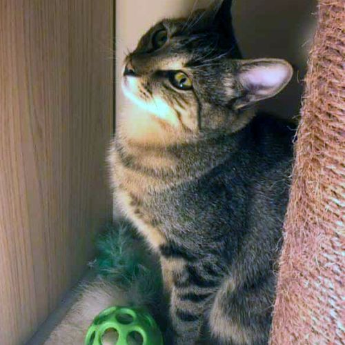 Jungle, calme et câlin #2