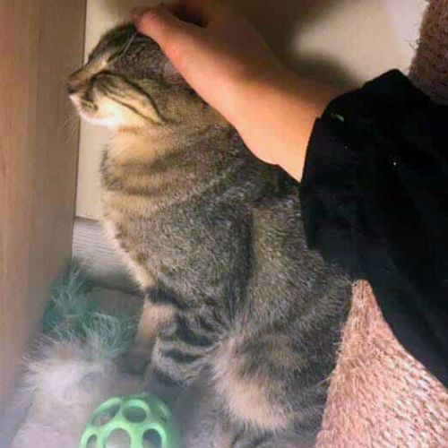 Jungle, calme et câlin #3