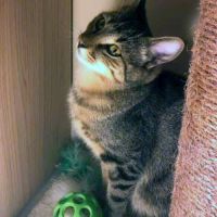 Jungle, calme et câlin #2