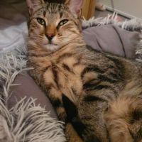 Jungle, calme et câlin #4