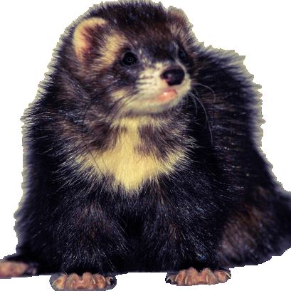 Réservation furetons 2026