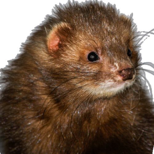 Réservation furetons 2026 #2