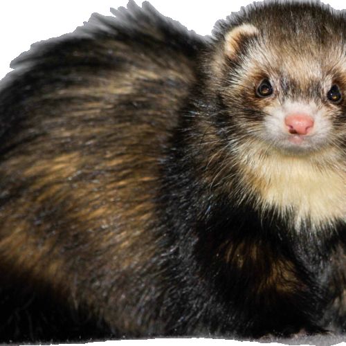 Réservation furetons 2026 #4