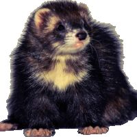 Réservation furetons 2026