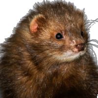 Réservation furetons 2026 #2