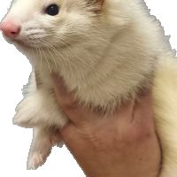 Réservation furetons 2026 #3