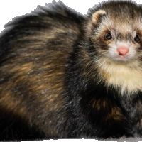 Réservation furetons 2026 #4