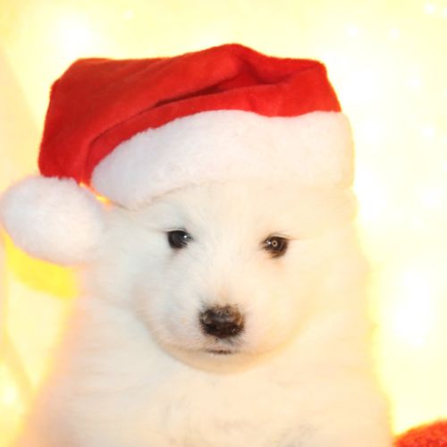 Chiots samoyede #2