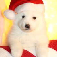 Chiots samoyede #1