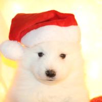 Chiots samoyede #2