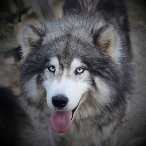 Chiots husky de sibérie #4