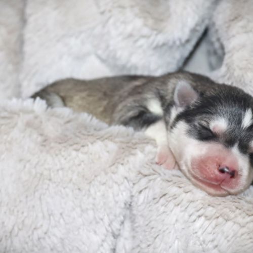 Chiots husky de sibérie #5