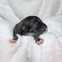 Chiots husky de sibérie