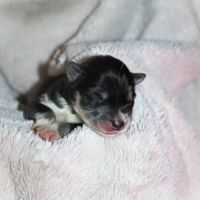 Chiots husky de sibérie #2