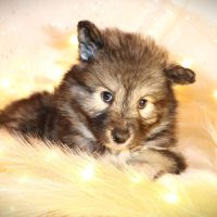 Chiots husky de sibérie #3