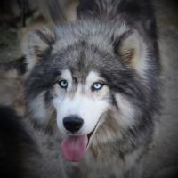 Chiots husky de sibérie #4