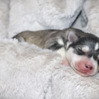 Chiots husky de sibérie #5