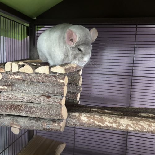 Urgent donne contre bon soin chinchilla de 7 ans