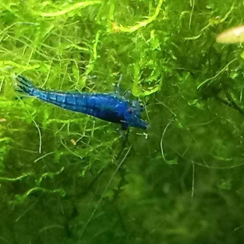 Crevettes bleu velvet #1