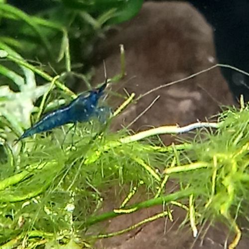Crevettes bleu velvet