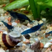 Crevettes bleu velvet #2