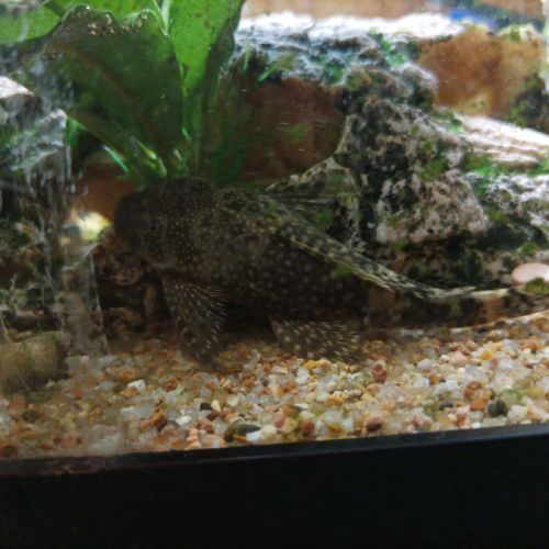 Donne laveur de vitres #1