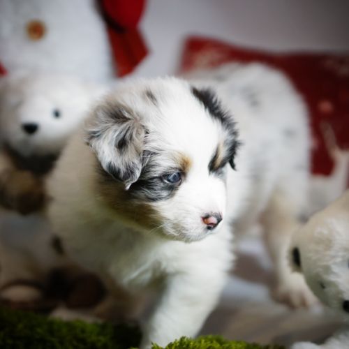 Magnifiques chiots berger australien #1