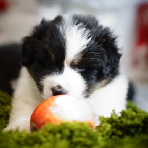 Magnifiques chiots berger australien #2