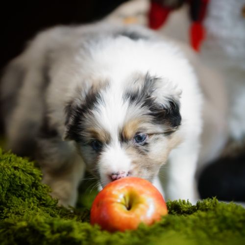 Magnifiques chiots berger australien #3