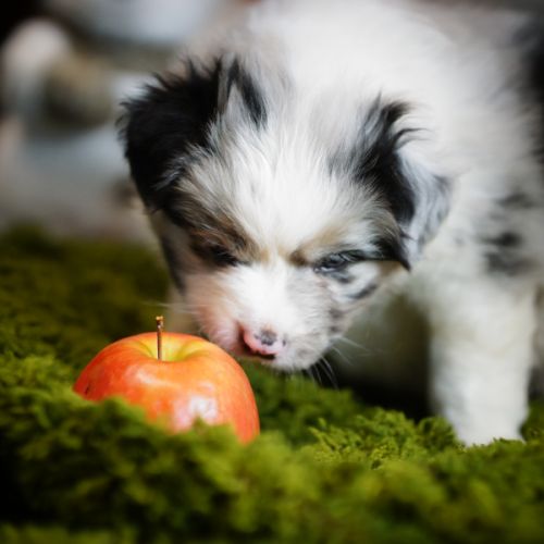 Magnifiques chiots berger australien #6