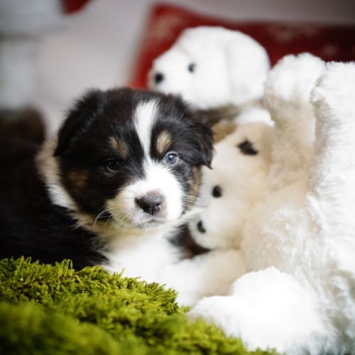 Magnifiques chiots berger australien #7