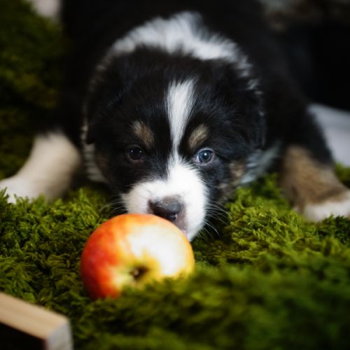 Magnifiques chiots berger australien #8