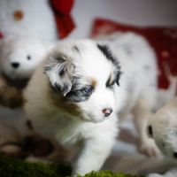 Magnifiques chiots berger australien #1