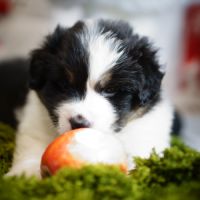 Magnifiques chiots berger australien #2