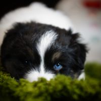 Magnifiques chiots berger australien