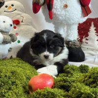 Magnifiques chiots berger australien #5