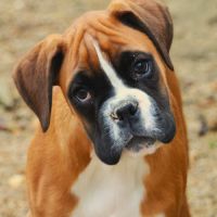 Magnifique chiot boxer fauve