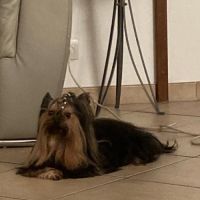 Cherche femelle yorkshire pour une saillie