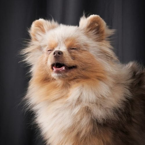 Vente spitz/pomeranian lilac merle and tan #1